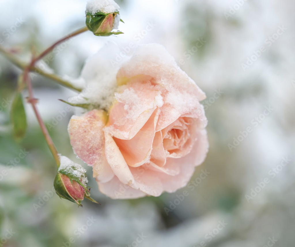 First frost on a rose bloom